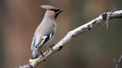 Solver: svetlý vták, ktorý môže spievať (foto)